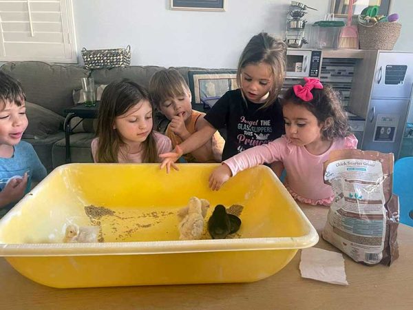 Kids Love Baby Chicks Hatched in 2024