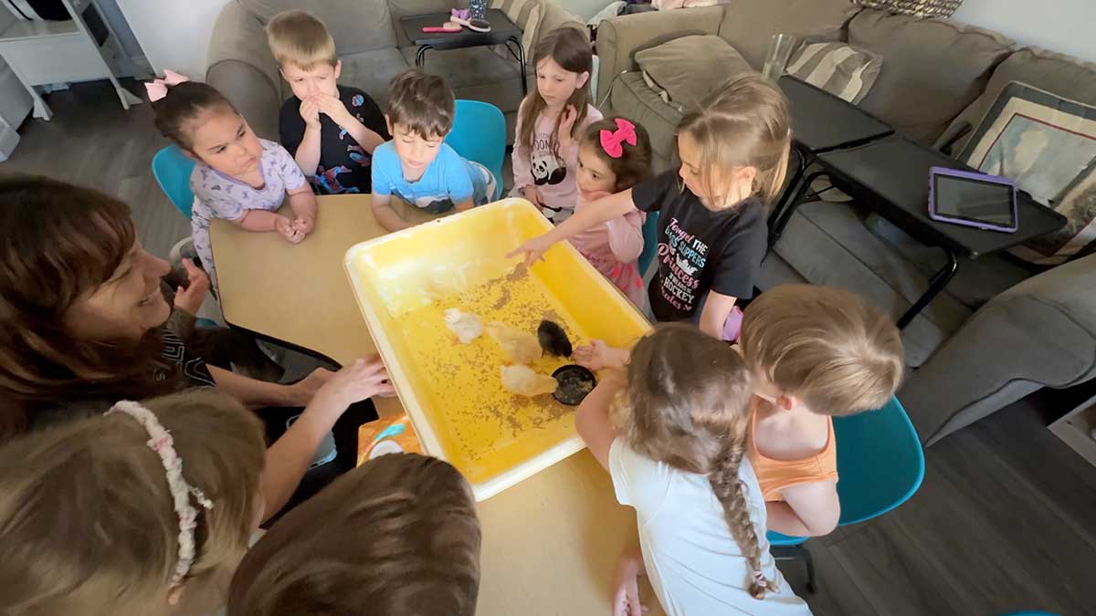 Kids and Baby Chicks in 2024