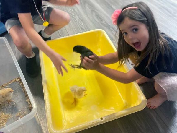 Lily Holding Black Baby Chick