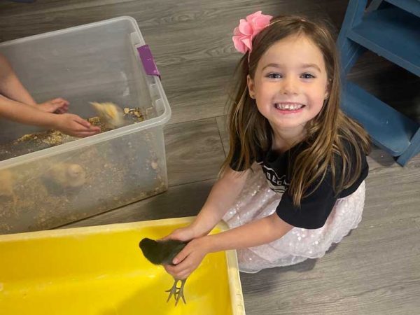 Lily With Baby Chick