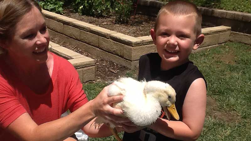 Child Holding Baby Duckling at Marys Schoolhouse